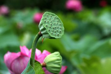 莲花什么时候开花(莲花什么时候开花季节)