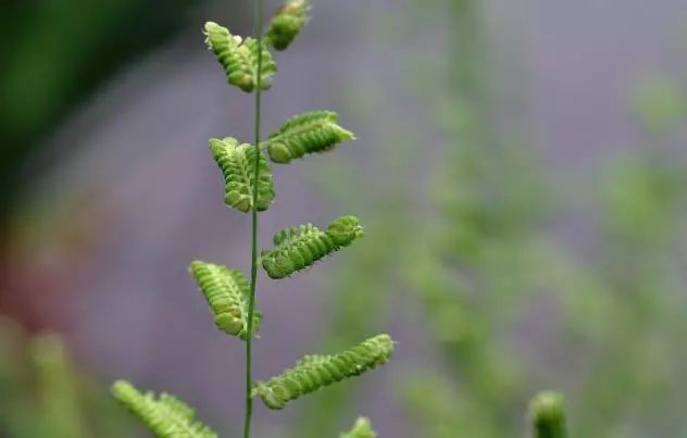 高清杂草图集(杂草图片手绘)