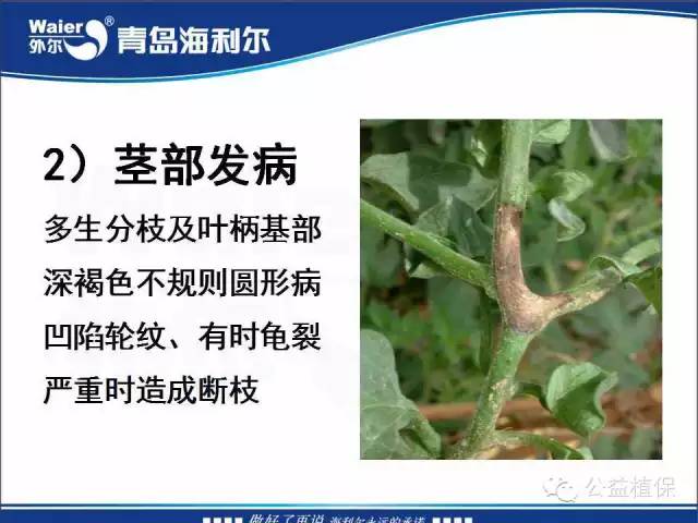 番茄管理解决方案(小番茄种植技术与管理)