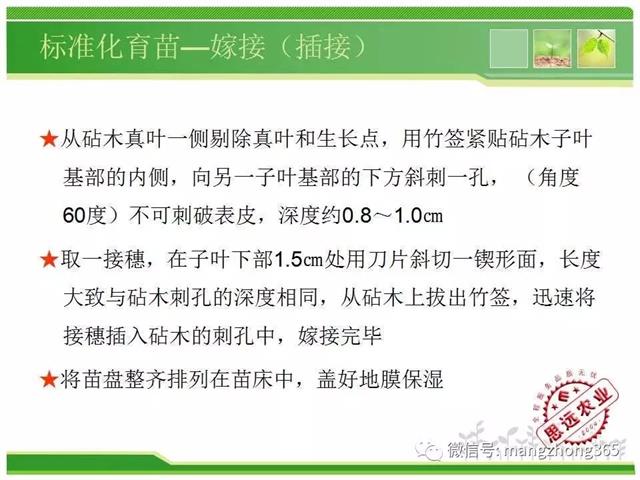 超详细西瓜标准化栽培技术(现在最新西瓜种植技术)