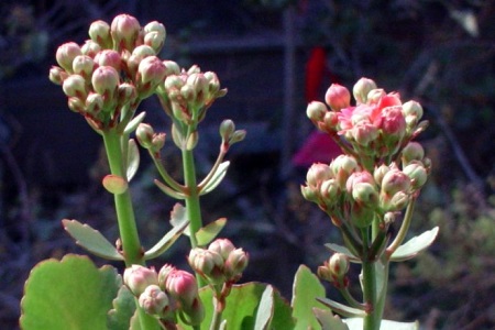 长寿花什么时候开花(长寿花什么时候开花花期多长)