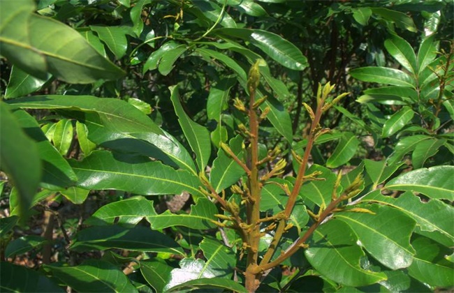 怎么促进龙眼花芽分化(促进花芽分化的激素)