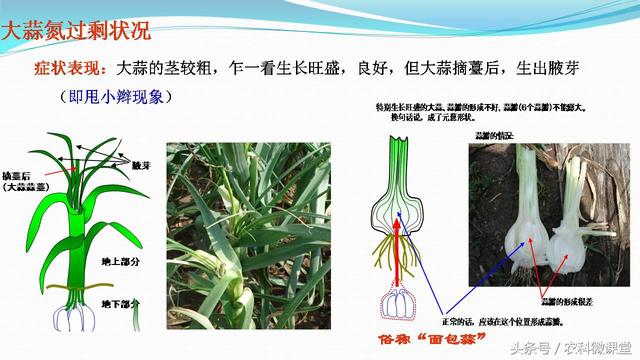 大蒜种植管理技术——专题讲座(大蒜怎么种植)