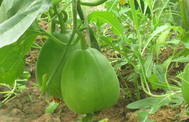 甜瓜种子价钱及种植办法(甜瓜种植时间和方法)