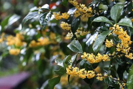 盆栽桂花冬天怎么种植(盆栽桂花树的养殖方法和注意事项)