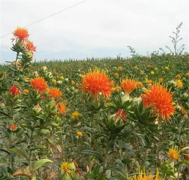 农村种植哪些中药材前景好并且挣钱快