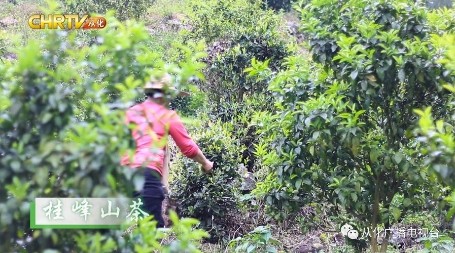 桂峰山茶属于什么茶