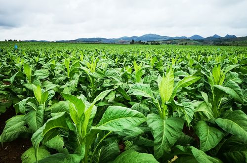 烟叶种植技术