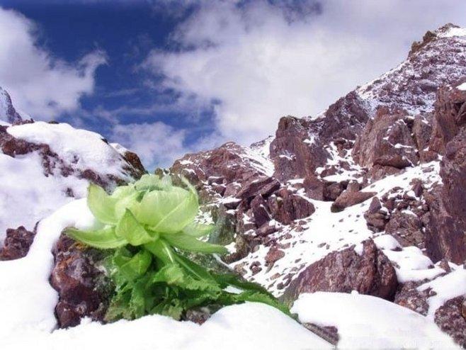 雪莲是珍惜植物吗