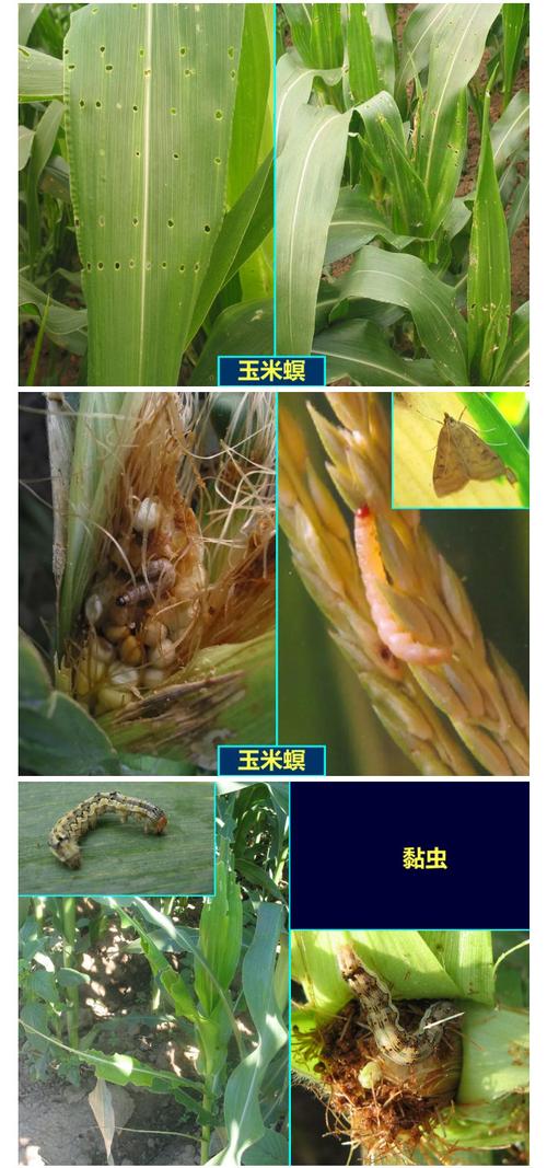 玉米种植技术与病虫害的防治