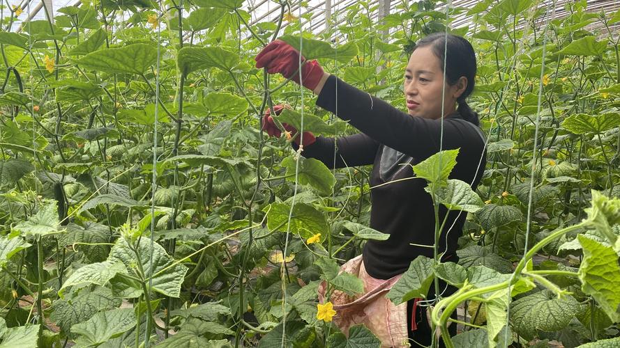 大棚冬茬黄瓜种植技术