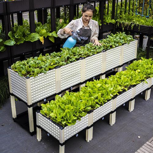 阳台种菜种植技术和管理方法