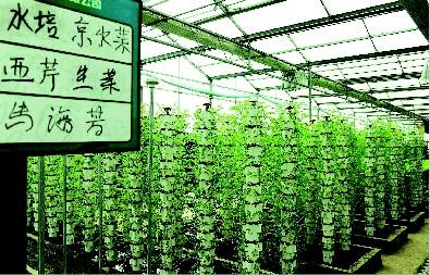 蔬菜栽培种植新技术