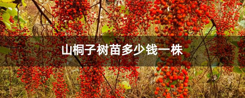 山桐子种植技术(山桐子栽培技术规程)