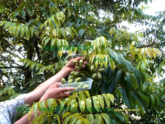 水果橄榄种植技术(水果甘蔗种植技术)