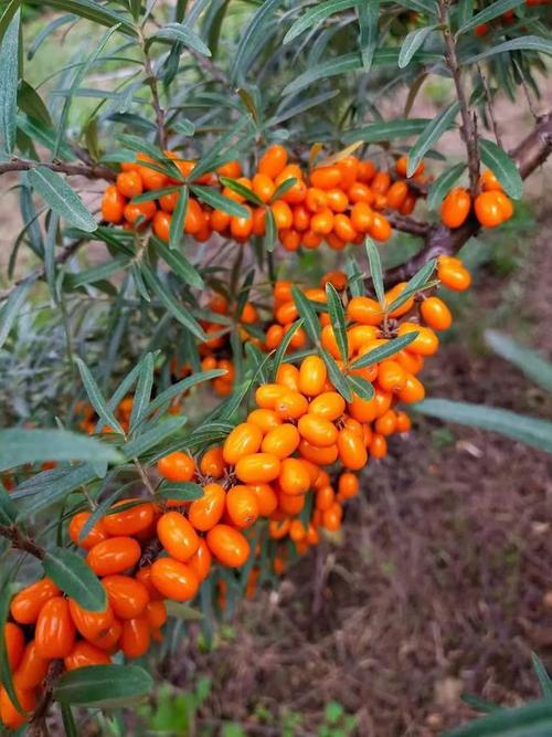 大果沙棘种植技术(大果沙棘种植)