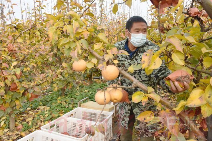 晚秋黄梨种植技术下集