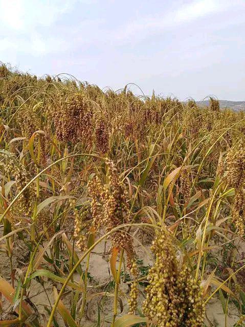 山糜子种植技术