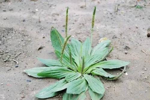 车前草怎么种植技术