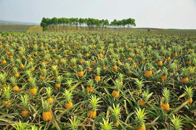 凤梨的栽培技术(西瓜凤梨种植技术)