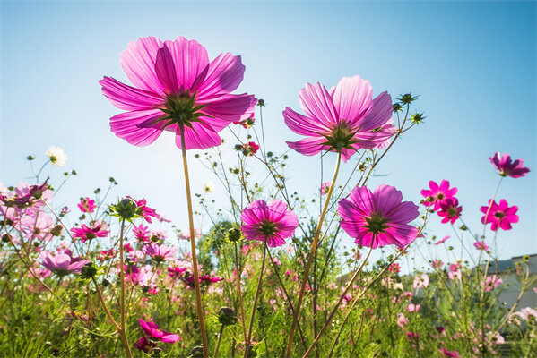 格桑花花语及传说是什么