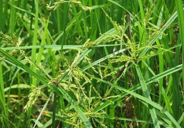 花生打了过量的除草剂（精喹禾灵）(水花生用什么除草剂能彻底根除)