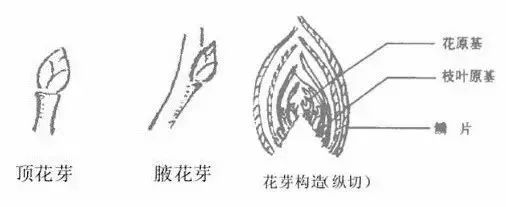 果树修剪的基本知识(果树修剪的基本方法和作用)