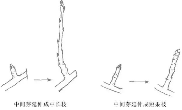 果树修剪的基本知识(果树修剪的基本方法和作用)