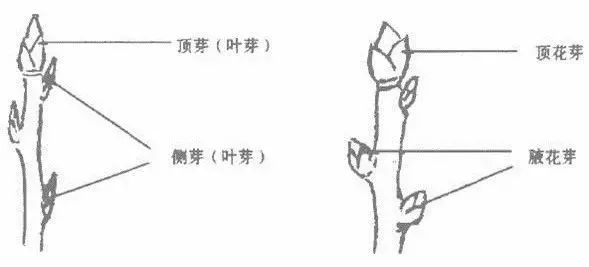 果树修剪的基本知识(果树修剪的基本方法和作用)