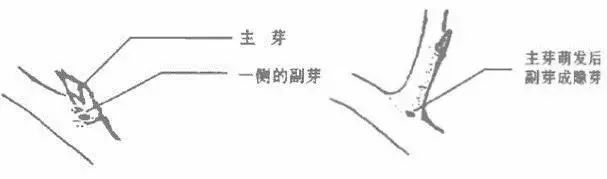 果树修剪的基本知识(果树修剪的基本方法和作用)