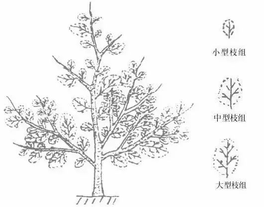 果树修剪的基本知识(果树修剪的基本方法和作用)