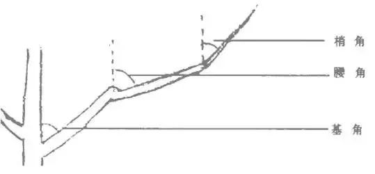 果树修剪的基本知识(果树修剪的基本方法和作用)