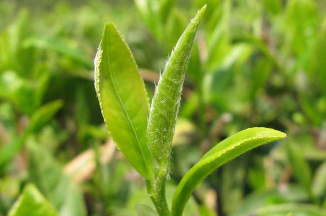 春季茶园管理抓六招促春茶增效(春季茶园管护)