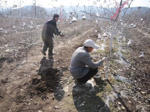 6种清园涂白剂配方(清园涂白剂的危害)