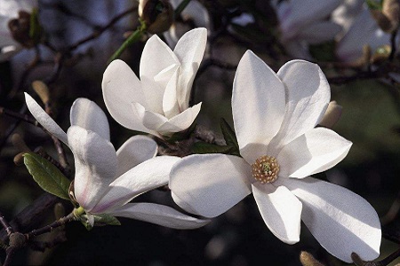 木兰花春天怎么种植(木兰花春天管理)