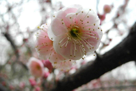 梅花几月开(梅花几月开二年级上册)