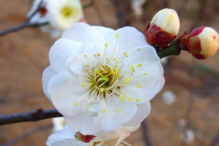 梅花几月开(梅花几月开二年级上册)