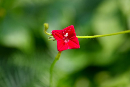 红星花怎么养(君子兰怎么养才能开花)