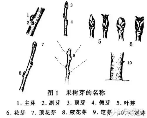 苹果修剪口诀歌(苹果修剪技术视频)