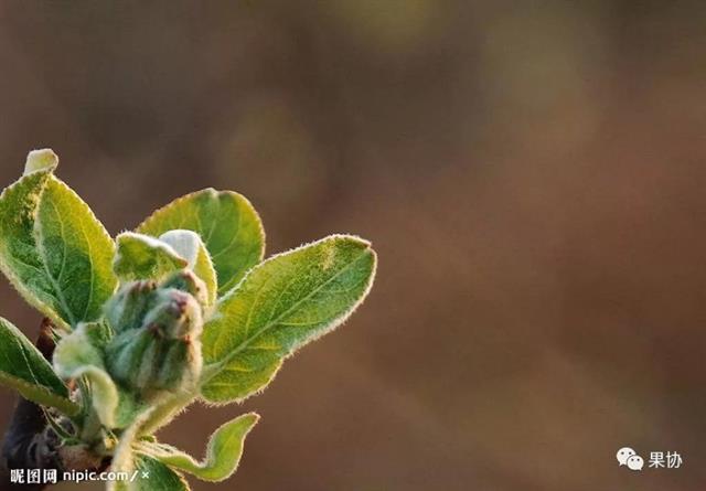 苹果修剪口诀歌(苹果修剪技术视频)