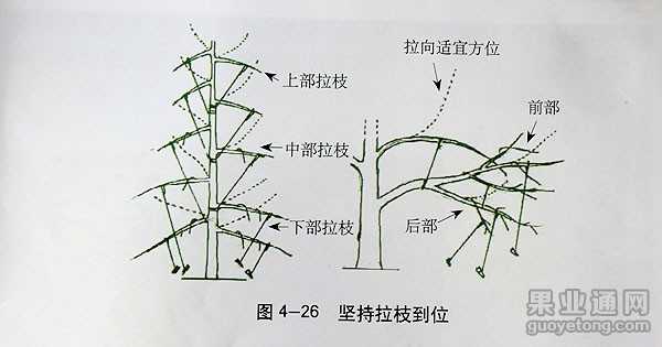 汪景彦教授的苹果树修剪技术