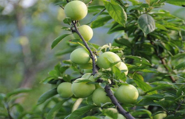 李子树种植的管理(李子树种植方法和管理)