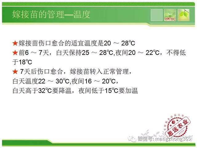 超详细西瓜标准化栽培技术(现在最新西瓜种植技术)