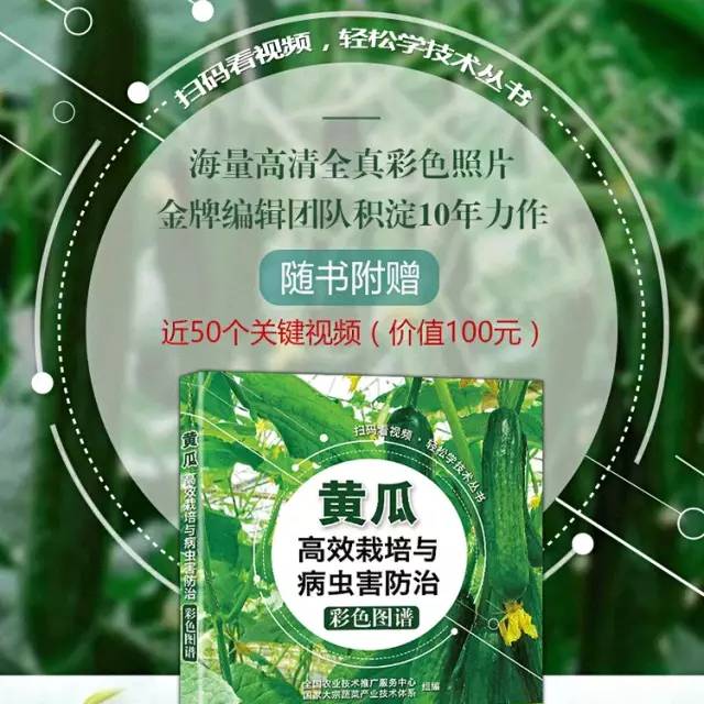 番茄病虫害图解及防治方法(番茄病虫害图片与防治方法)