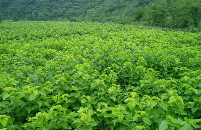 怎么提高桑葚种植的成活率(桑葚怎样种植技术)