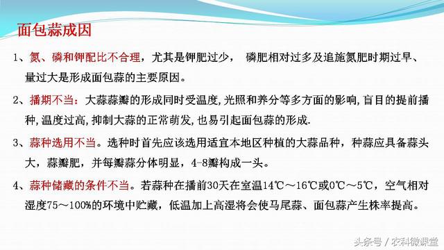 大蒜种植管理技术——专题讲座(大蒜怎么种植)