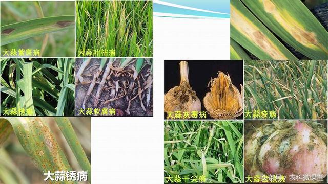 大蒜种植管理技术——专题讲座(大蒜怎么种植)