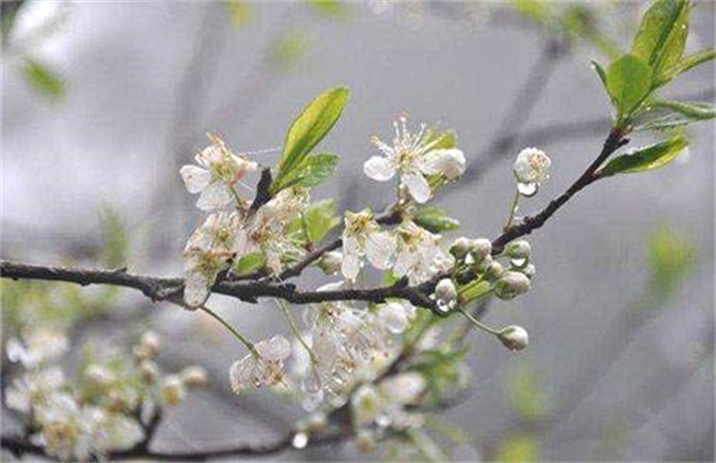 梨树反季节开花的原因及预防措施(梨树年前开花是咋回事怎样预防)