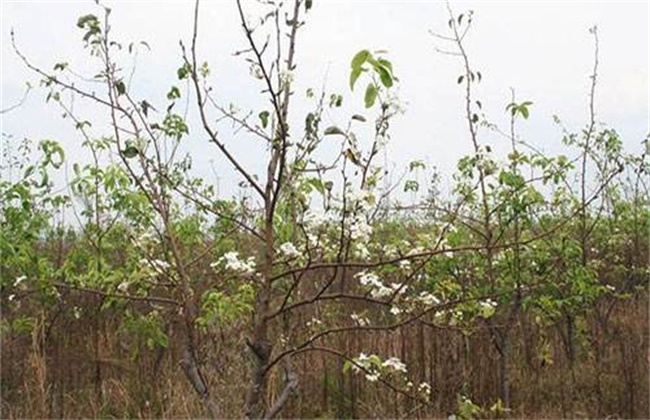 梨树反季节开花的原因及预防措施(梨树年前开花是咋回事怎样预防)