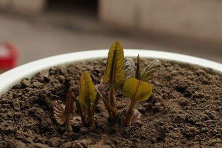 牡丹花的种植办法(牡丹花的种植方法及养护视频)